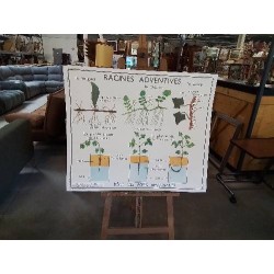 TABLEAUX DE SCIENCES ROSSIGNOL RACINES ADVENTIVES LES TIGES 34