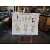 TABLEAUX DE SCIENCES ROSSIGNOL RACINES ADVENTIVES LES TIGES 34