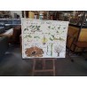 TABLEAUX DE SCIENCES ROSSIGNOL RACINES ADVENTIVES LES TIGES 34