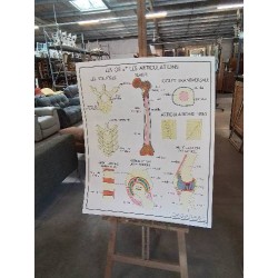 TABLEAUX DE SCIENCES ROSSIGNOL LES OS ET LES ARTICULATIONS