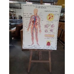 TABLEAUX DE SCIENCES ROSSIGNOL LA CIRCULATION LE COEUR 56