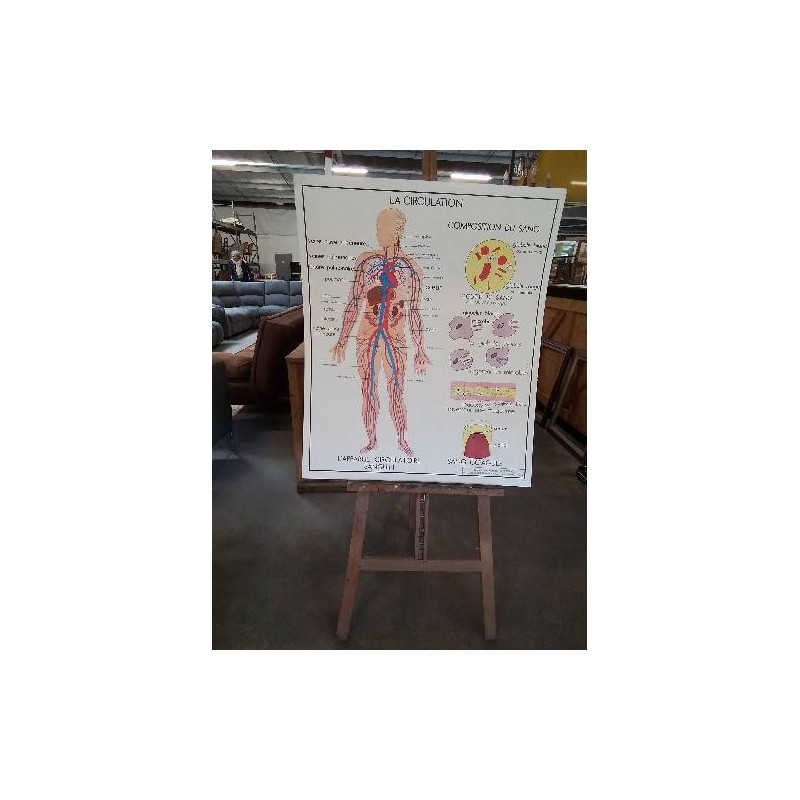 TABLEAUX DE SCIENCES ROSSIGNOL LA CIRCULATION LE COEUR 56