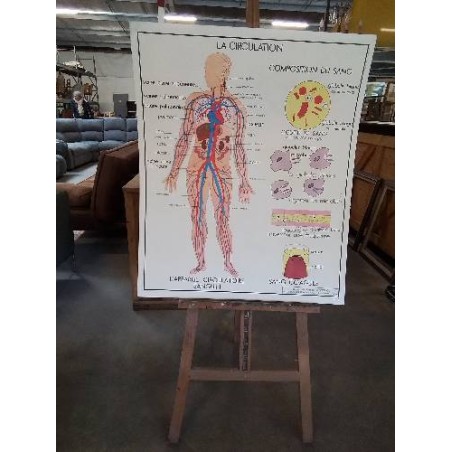 TABLEAUX DE SCIENCES ROSSIGNOL LA CIRCULATION LE COEUR 56