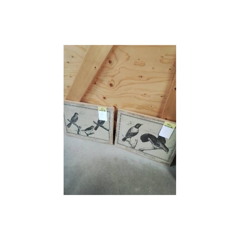 TABLEAU HISTOIRE NATURELLE ORNITHOLOGIE