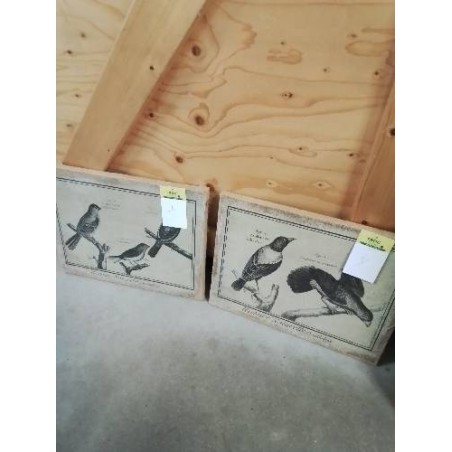 TABLEAU HISTOIRE NATURELLE ORNITHOLOGIE