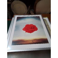 GRAVURE ROSE MEDITATIVE SALVADOR DALI