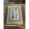GRAVURE FLEURS CADRE MOULURÉ DORÉ 