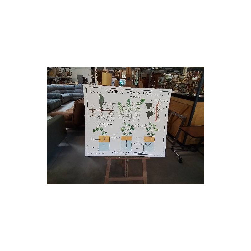 TABLEAUX DE SCIENCES ROSSIGNOL RACINES ADVENTIVES LES TIGES 34
