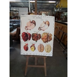 TABLEAUX DE SCIENCES ROSSIGNOL LA VISION L OREILLE L ALCOOLISME 2122