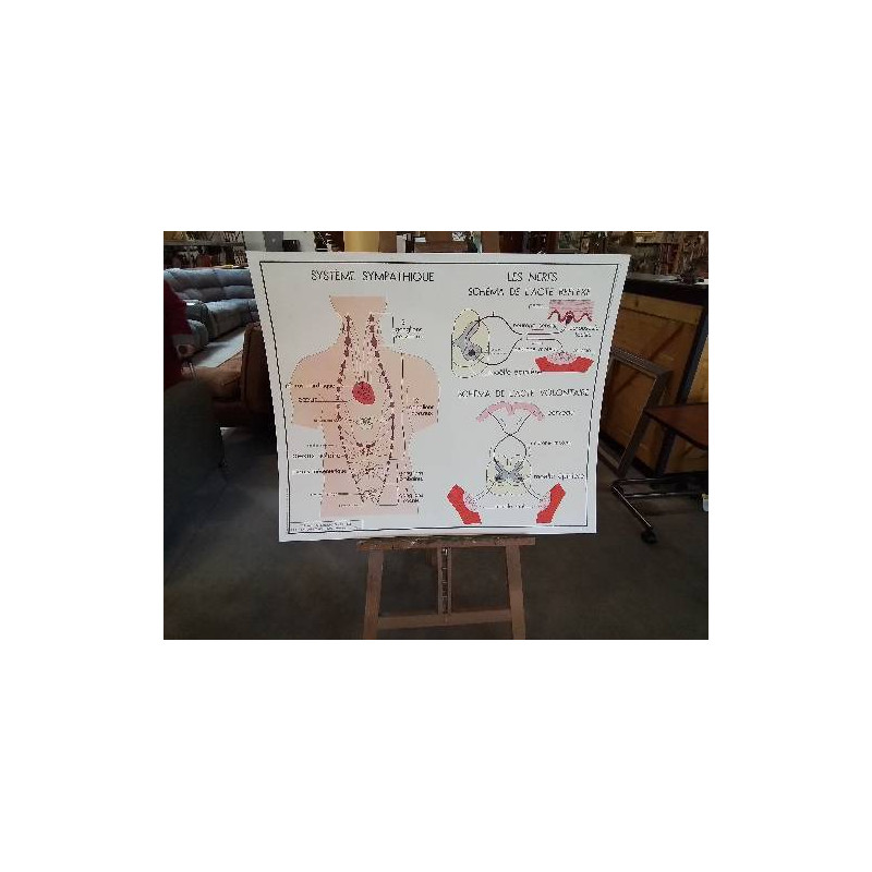 TABLEAUX DE SCIENCES ROSSIGNOL SYSTÈME SYMPATHIQUE LA PEAU LE TOUCHER 1718