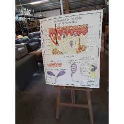 TABLEAUX DE SCIENCES ROSSIGNOL SYSTÈME SYMPATHIQUE LA PEAU LE TOUCHER 1718