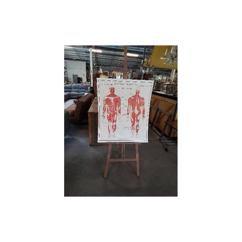 TABLEAUX DE SCIENCES ROSSIGNOL LE SYSTÈME MUSCULAIRE LE SYSTÈME NERVEUX 1516