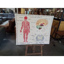 TABLEAUX DE SCIENCES ROSSIGNOL LE SYSTÈME MUSCULAIRE LE SYSTÈME NERVEUX 1516
