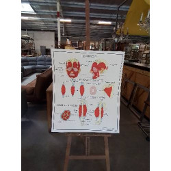 TABLEAUX DE SCIENCES ROSSIGNOL HYGIÈNE DU SQUELETTE LES MUSCLES 1314