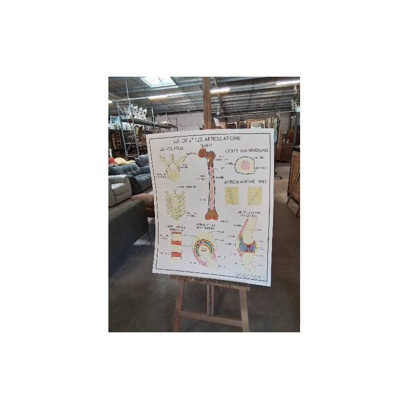 TABLEAUX DE SCIENCES ROSSIGNOL LES OS ET LES ARTICULATIONS