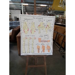 TABLEAUX DE SCIENCES ROSSIGNOL LES OS ET LES ARTICULATIONS