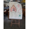 TABLEAUX DE SCIENCES ROSSIGNOL LES ECHANGES GAZEUX LA TUBERCULOSE LA RESPIRATION 78
