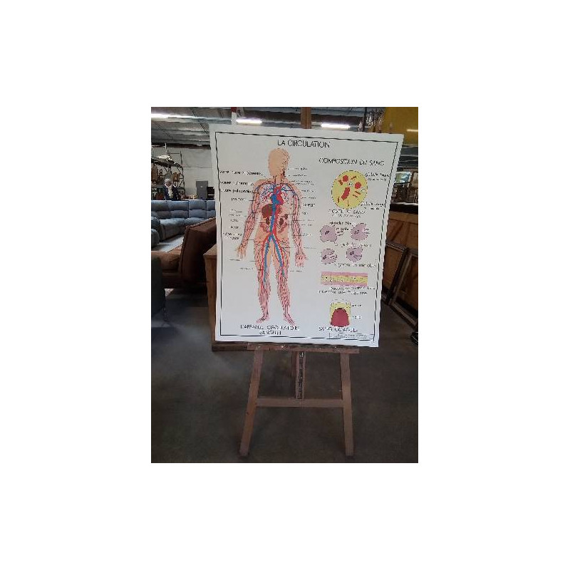 TABLEAUX DE SCIENCES ROSSIGNOL LA CIRCULATION LE COEUR 56