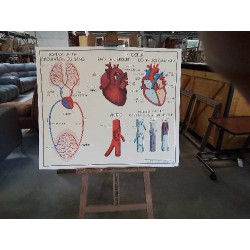 TABLEAUX DE SCIENCES ROSSIGNOL LA CIRCULATION LE COEUR 56