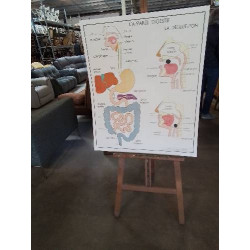 TABLEAUX DE SCIENCES ROSSIGNOL LE CORPS HUMAIN L APPAREIL DIGESTIF 12